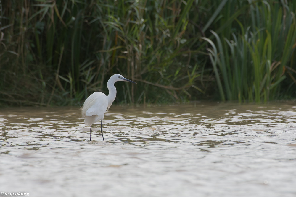 aigrette aquitaine 07 2018.jpg