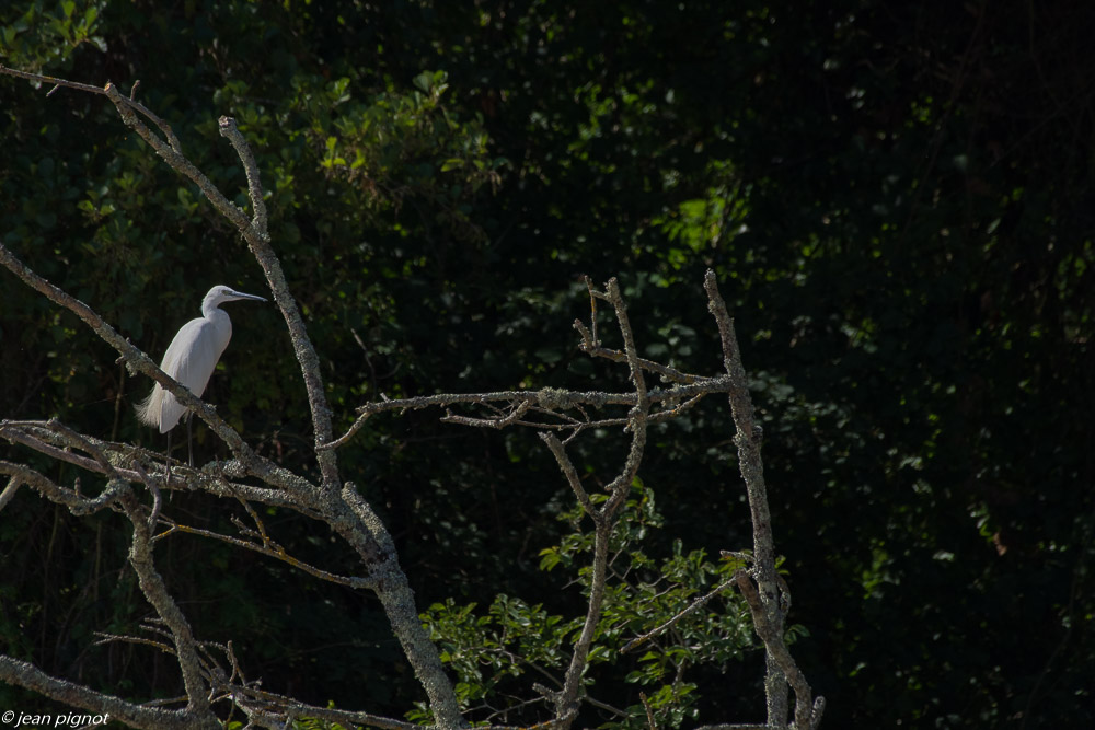 aigrette aquitaine 07 2018-2.jpg