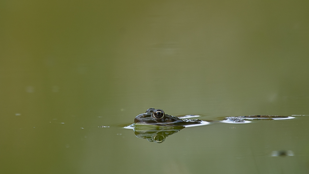 grenouille verte drink 07 2018.jpg