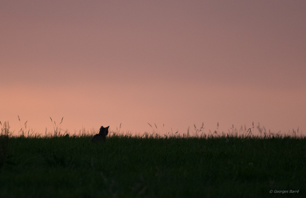 Chat Forestier (Felis silvestris)-20.jpg