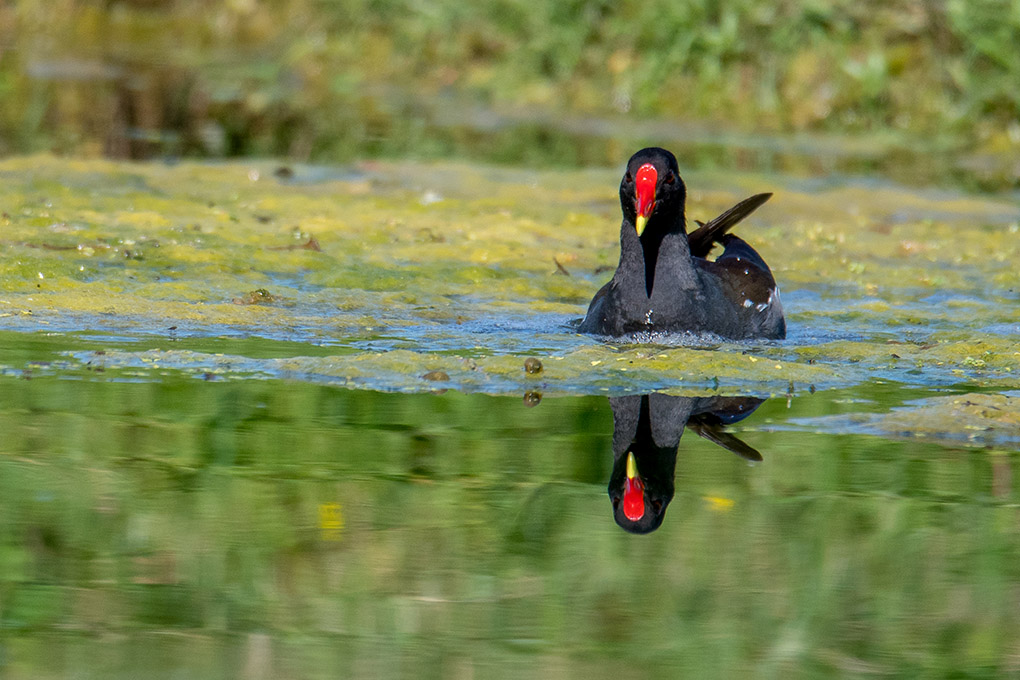 gallinule 1.jpg