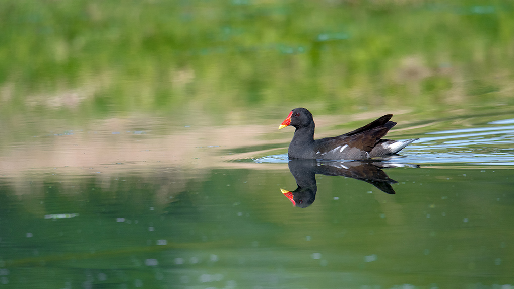 gallinule 2.jpg