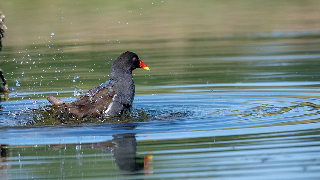 gallinule 3.jpg