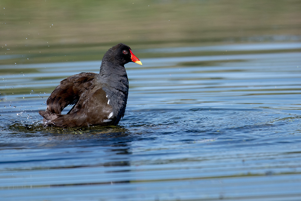 gallinule 4.jpg