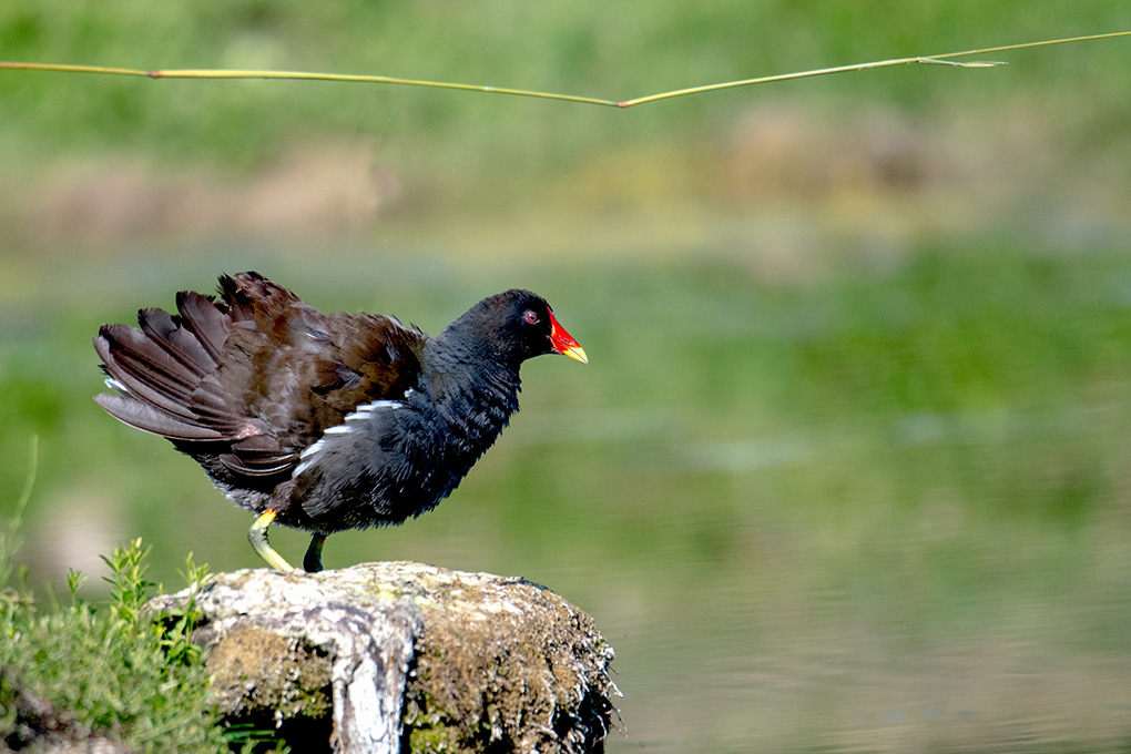 gallinule 5.jpg