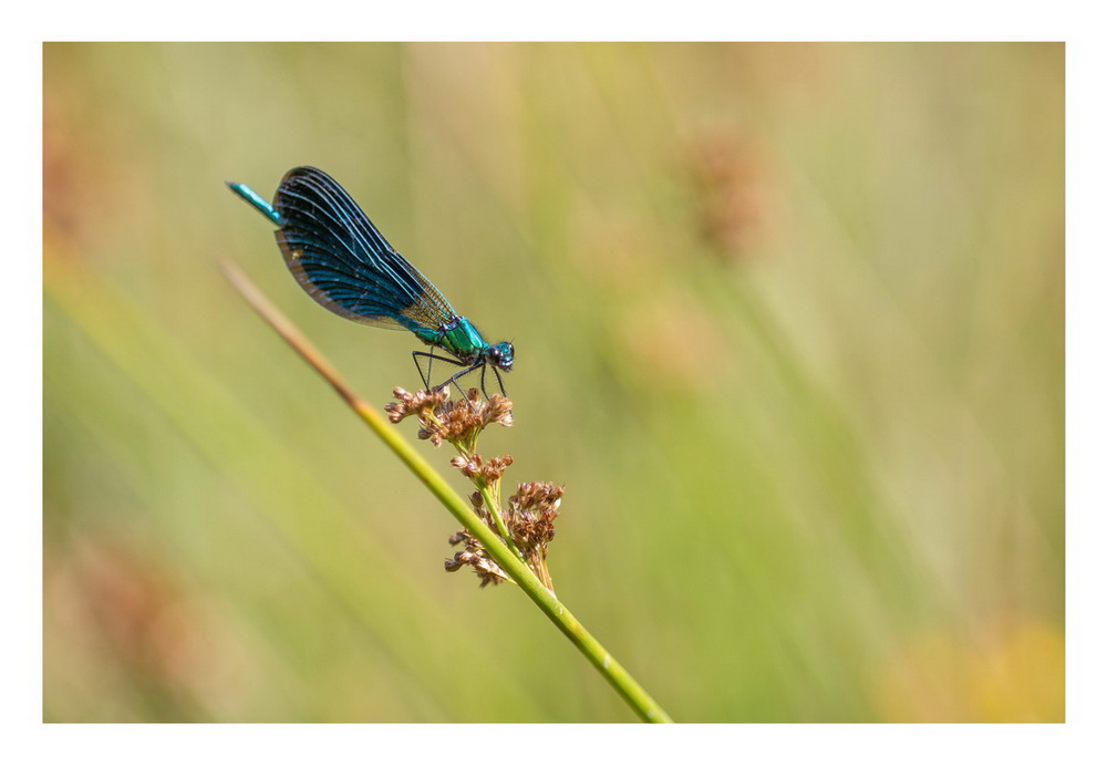 agrion 21 07 18 05-1.jpg