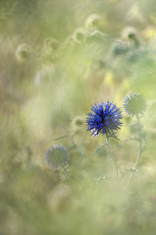 echinops2.jpg