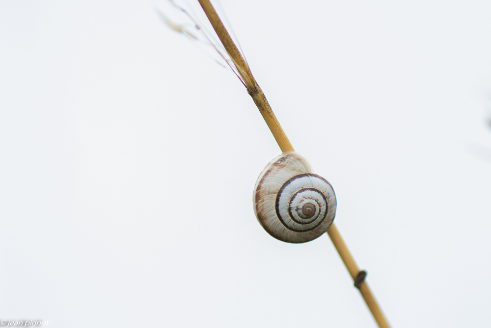 escargot 08 2018.jpg