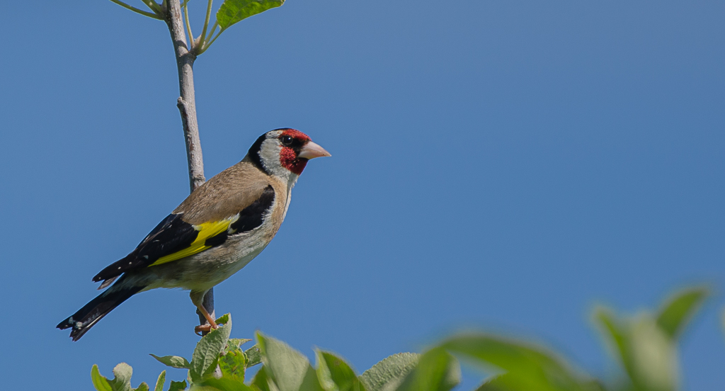 Chardonneret elegant.JPG