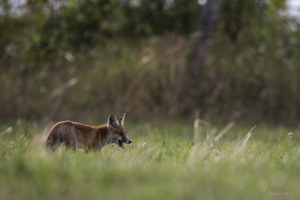 Renard roux (Vulpes vulpes)-18.jpg