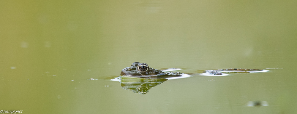 grenouille drink  08 2018.jpg