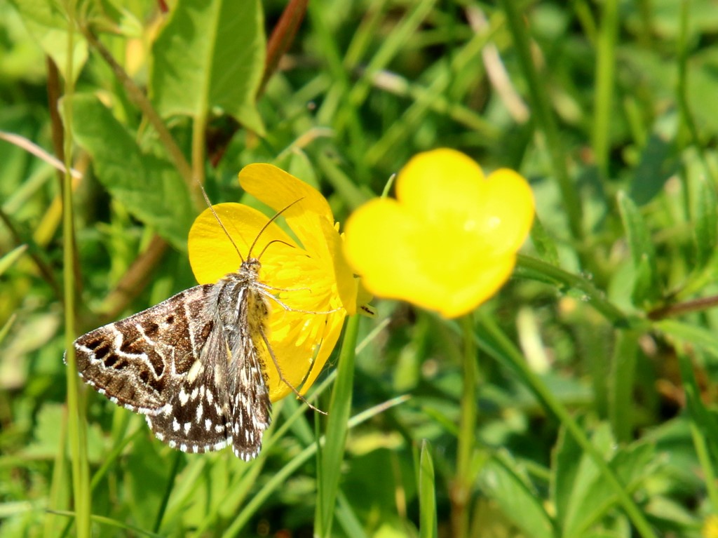 L1805Papillon.jpg