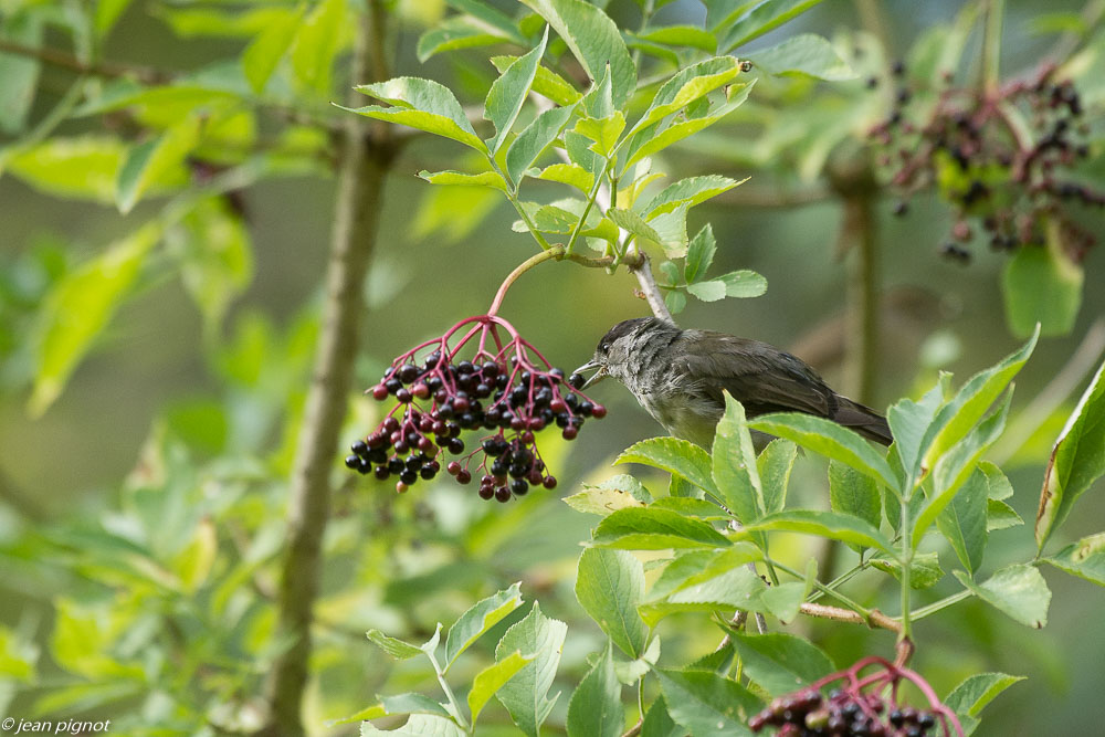 oiseaux des haies dautomne 08 2018-5.jpg