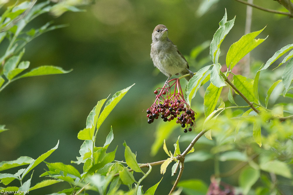 oiseaux des haies dautomne 08 2018-6.jpg