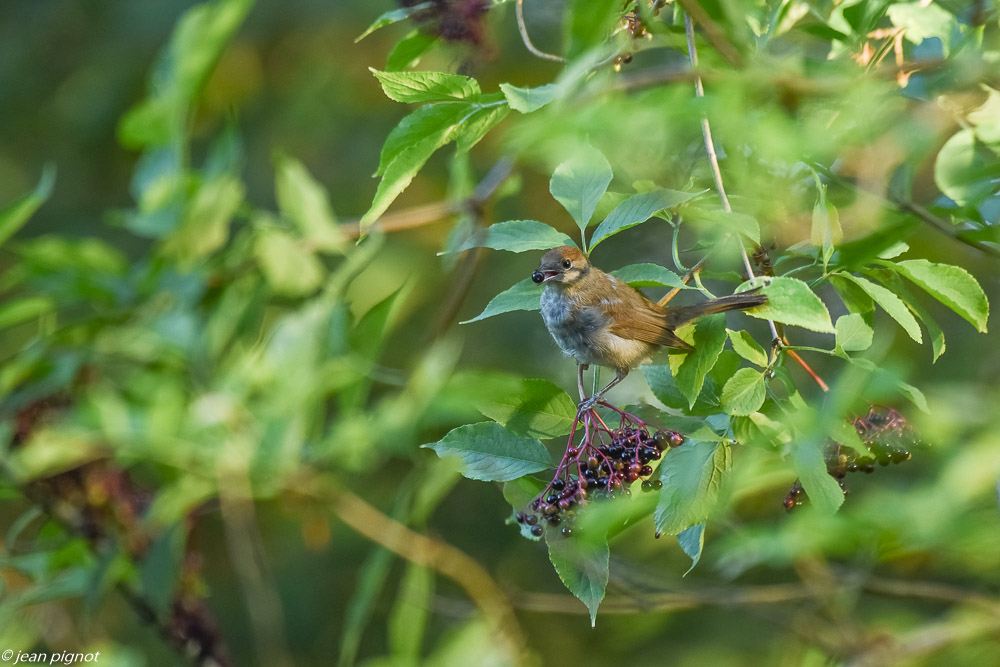 oiseaux des haies 08 2018-2.jpg