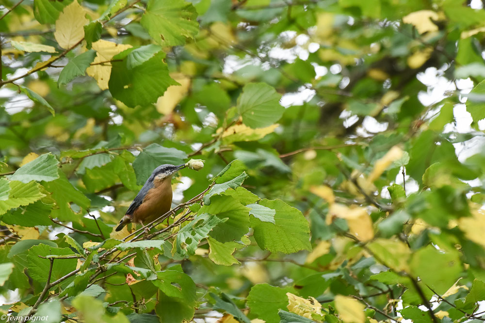 oiseaux des haies 08 2018.jpg