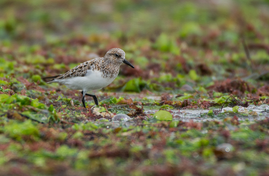 Bécasseau Sanderling 1.jpg