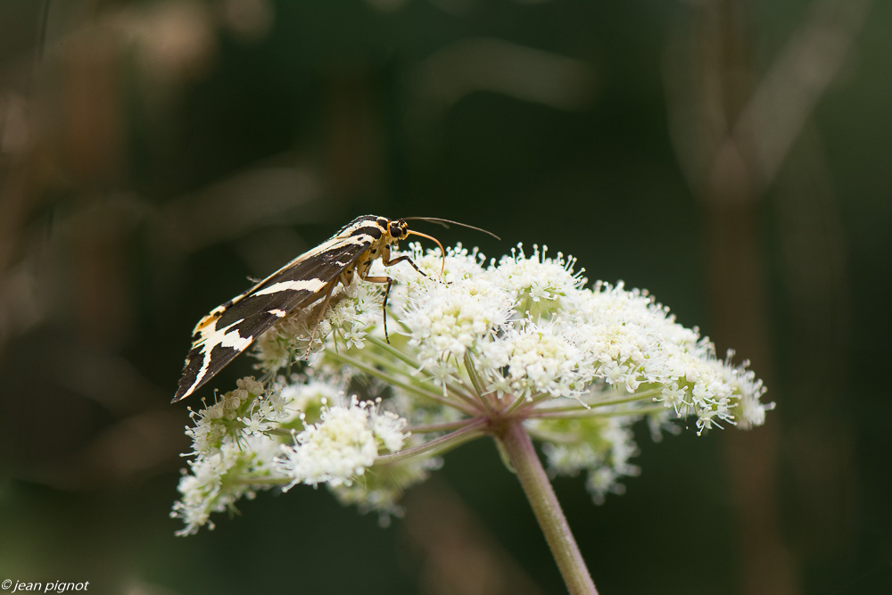 ecaille fermiére 08 2018.jpg