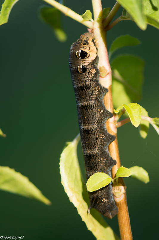 chenille de grand paon de nuit 08 2018.jpg