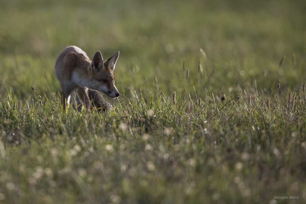 Renard roux (Vulpes vulpes)-72.jpg