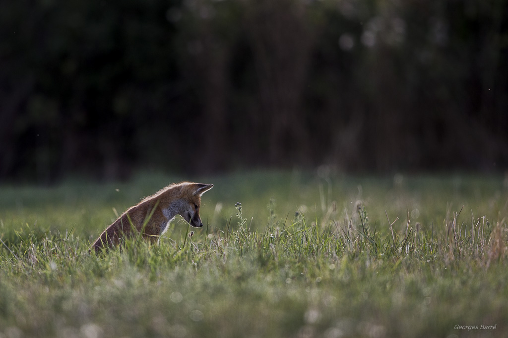 Renard roux (Vulpes vulpes)-35.jpg