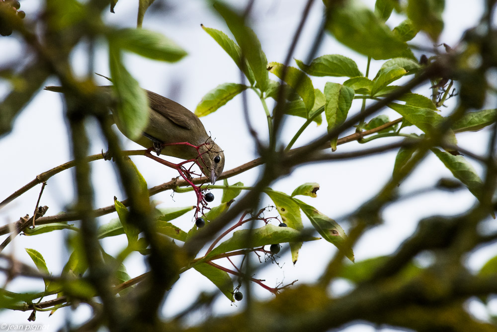 oiseaux pres de chez moi 08 2018-4.jpg