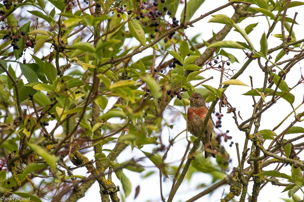 oiseaux pres de chez moi 08 2018-6.jpg