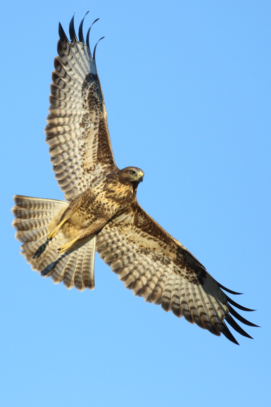 Buse variable I&N.JPG