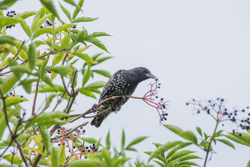 oiseaux pres de chez moi 08 2018-2.jpg