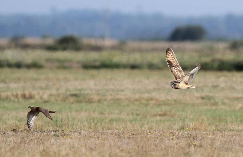 hibou epervier 2 ev.jpg