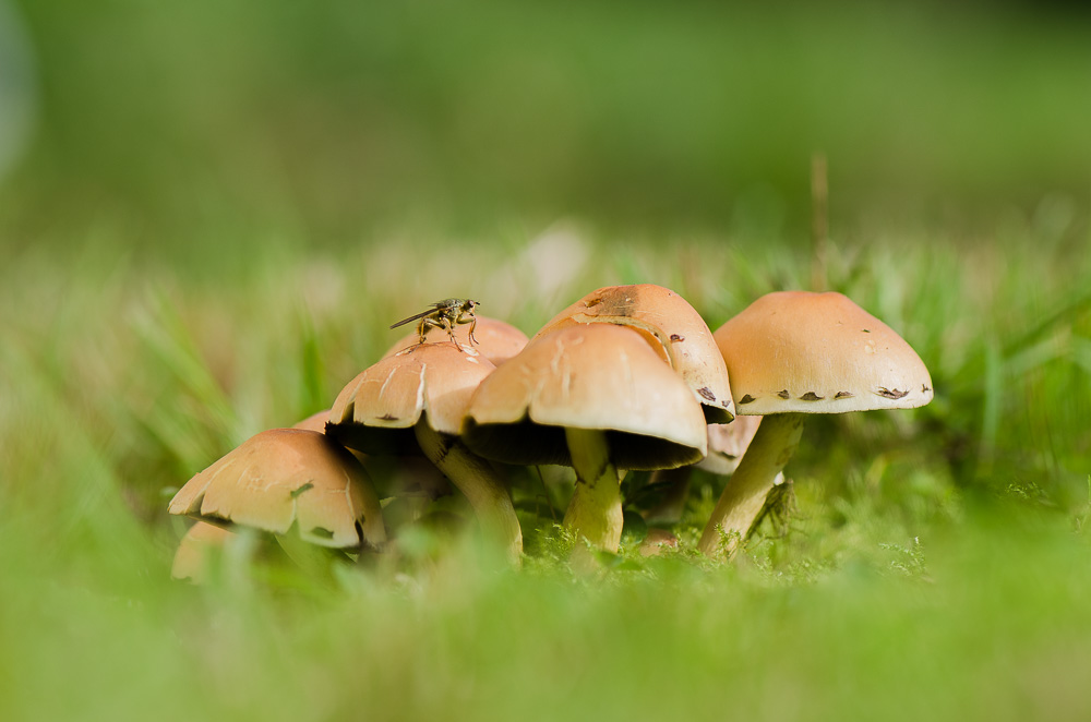 concour champignon 08 2018-2.jpg