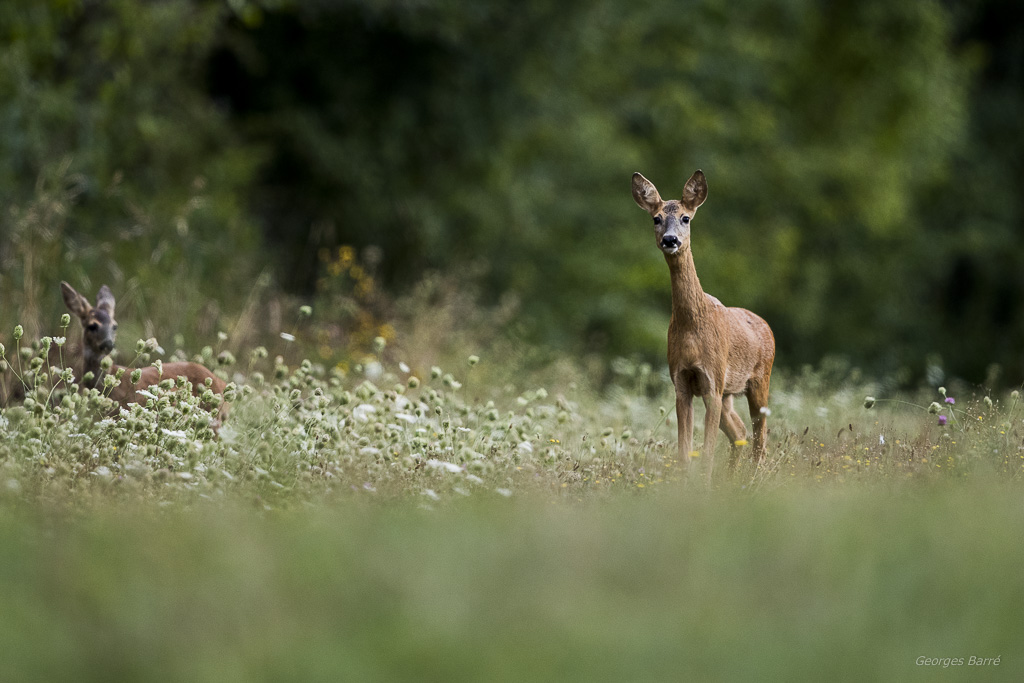 Chevreuil d'Europe (Capreolus capreolus)-368.jpg