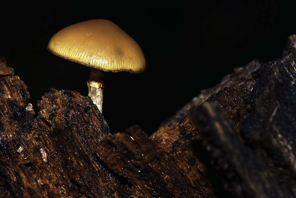 champignon.2.jpg