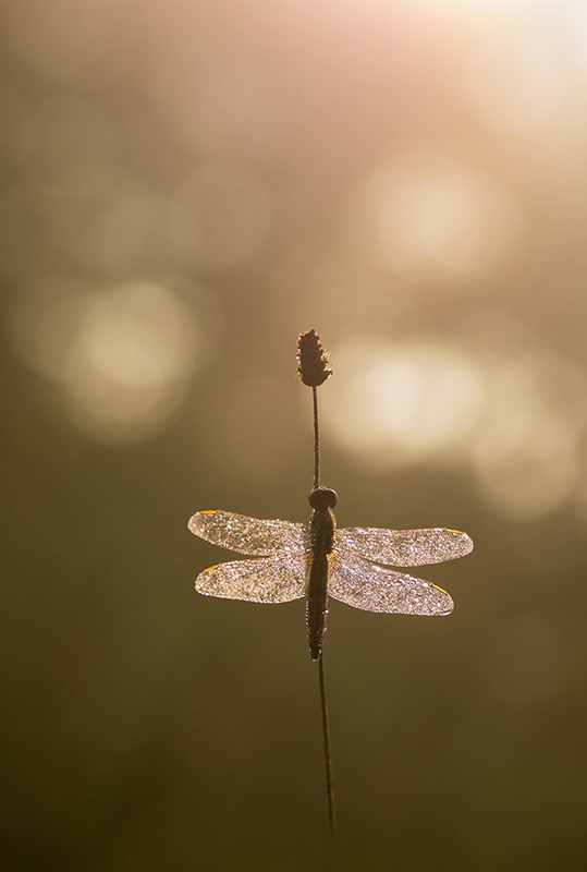 forum image et nature 2.jpg