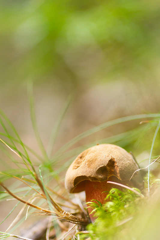 champignon250818-8.jpg