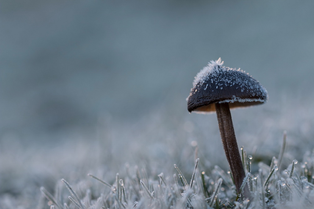 champignon givre (1 sur 1).jpg