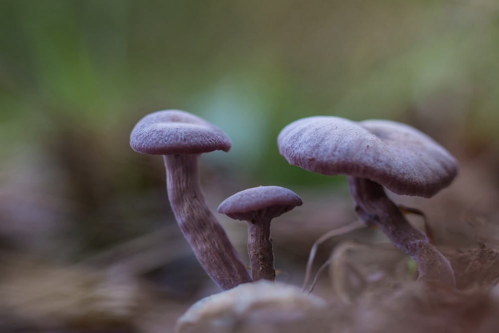 Copie de champignon 31 10 16 -1.jpg