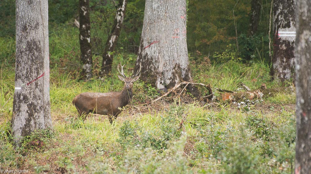 cerf au brame 09 2018.JPG