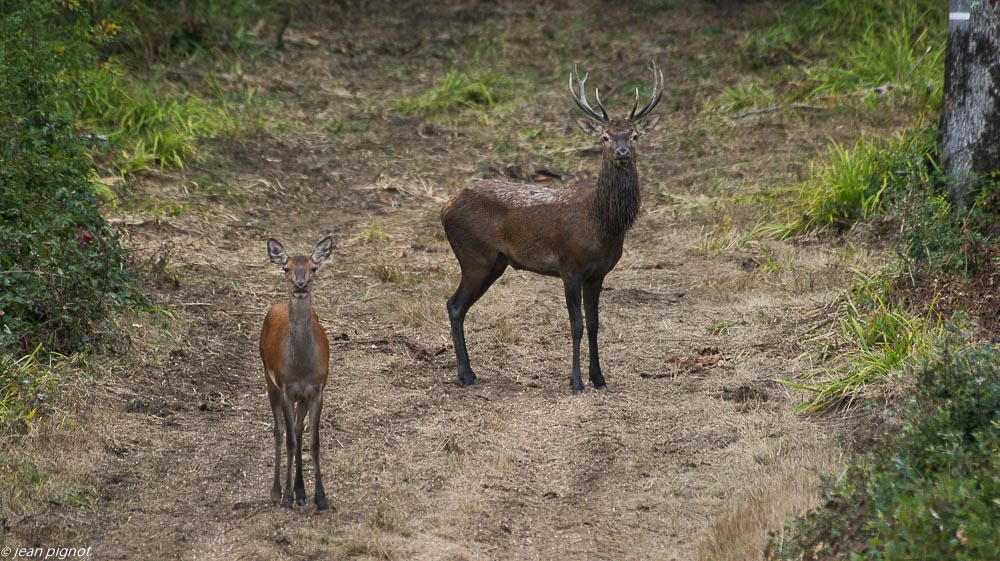 cerf au brame 09 2018-3.JPG