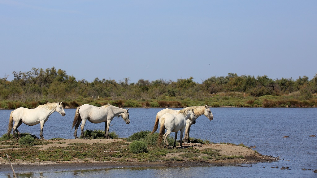 607 Camargue.jpg