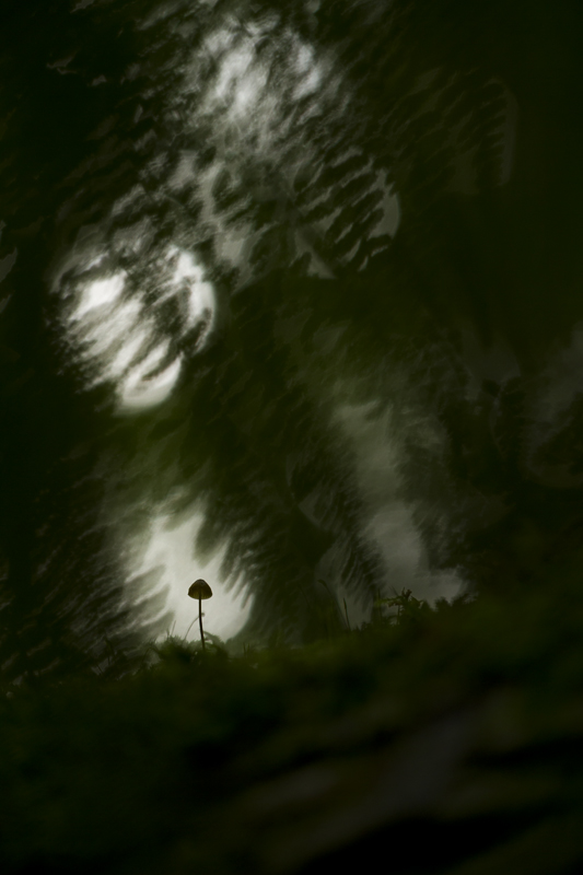 Sous les fougères.jpg