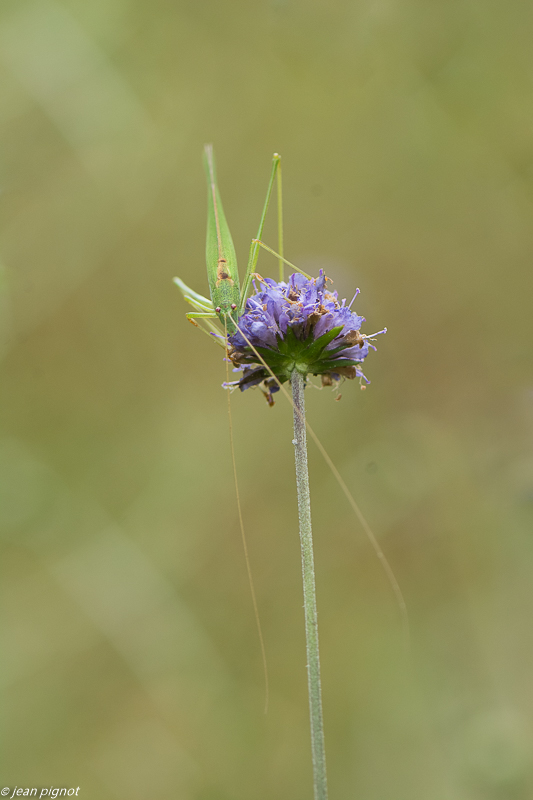 sauterelle verte  09 2018.JPG