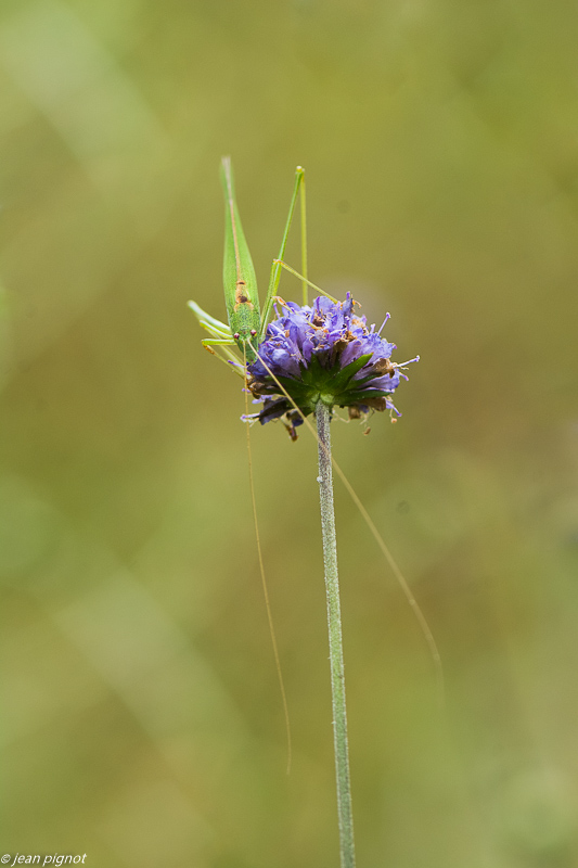 sauterelle verte 09 2018.JPG