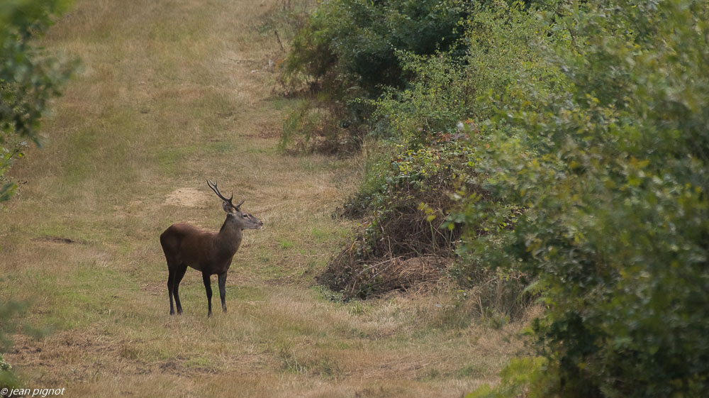 cerf au brame 09 2018-5.JPG