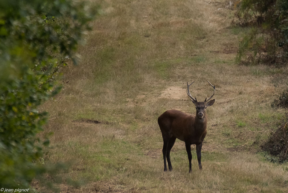 cerf au brame 09 2018-6.JPG