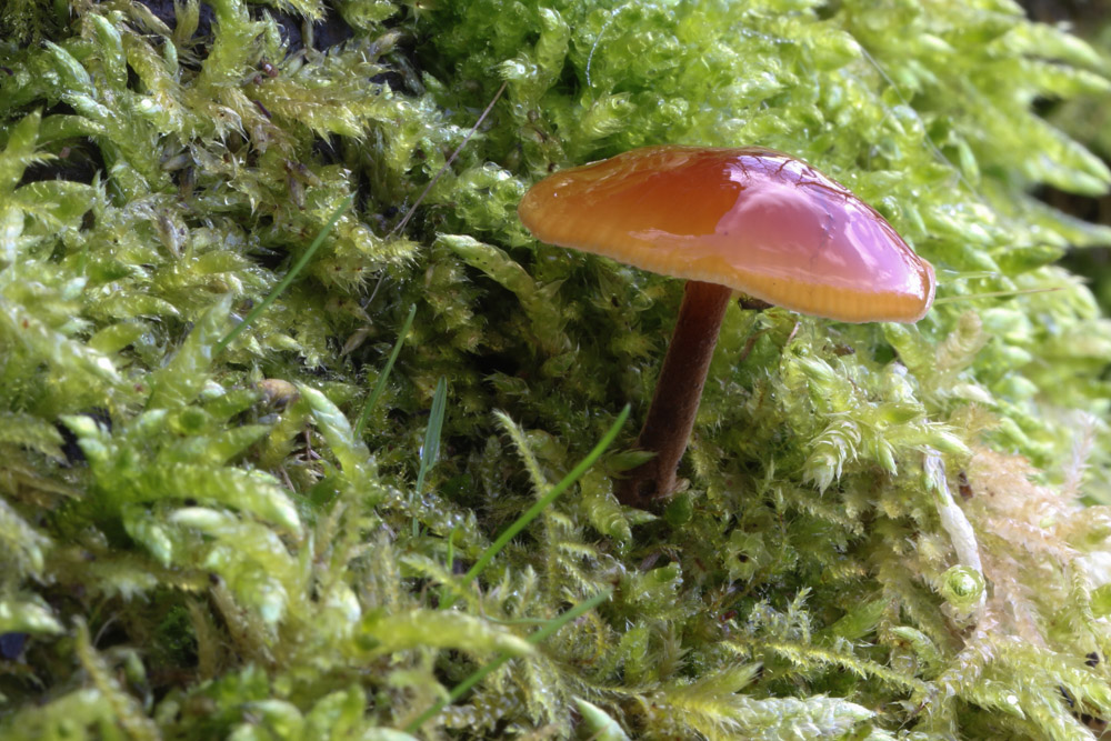 01 29 16 macro mushrooms canal r3 04-1989.jpg