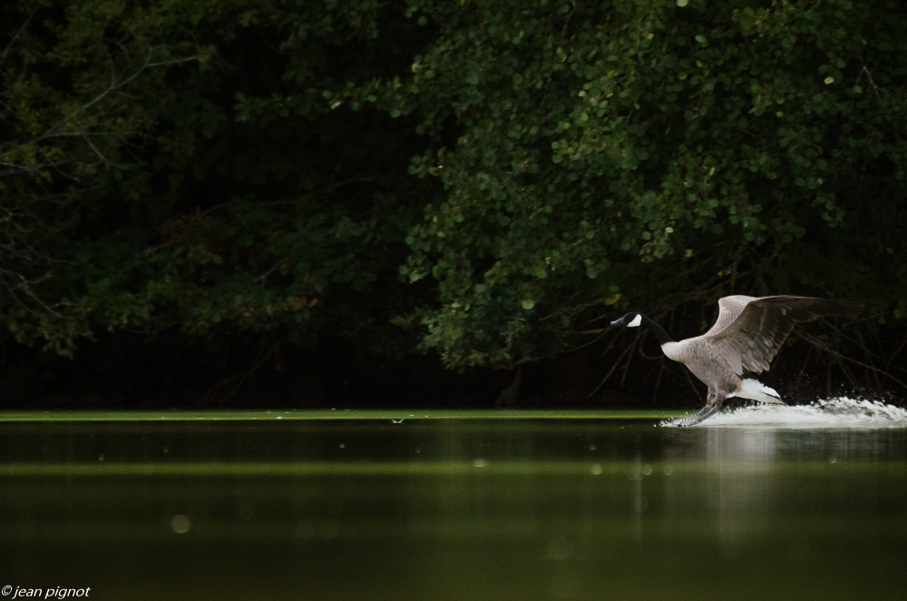 etang besnard 09 2018-5.JPG