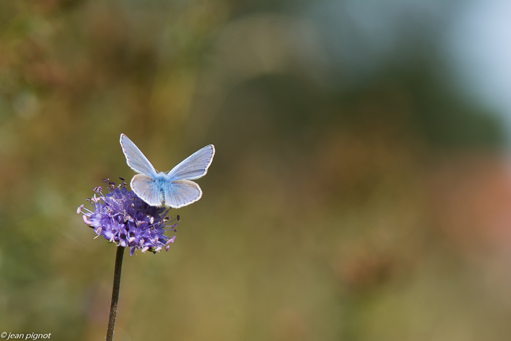 azuré sur scabieuse 09 2018.JPG