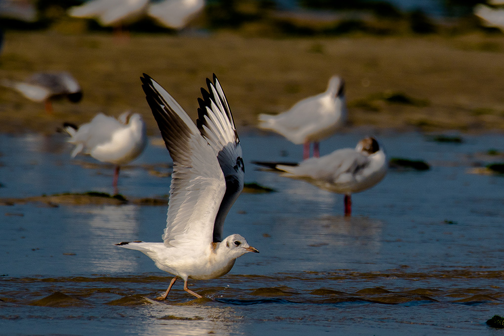 mouette rieuse.jpg