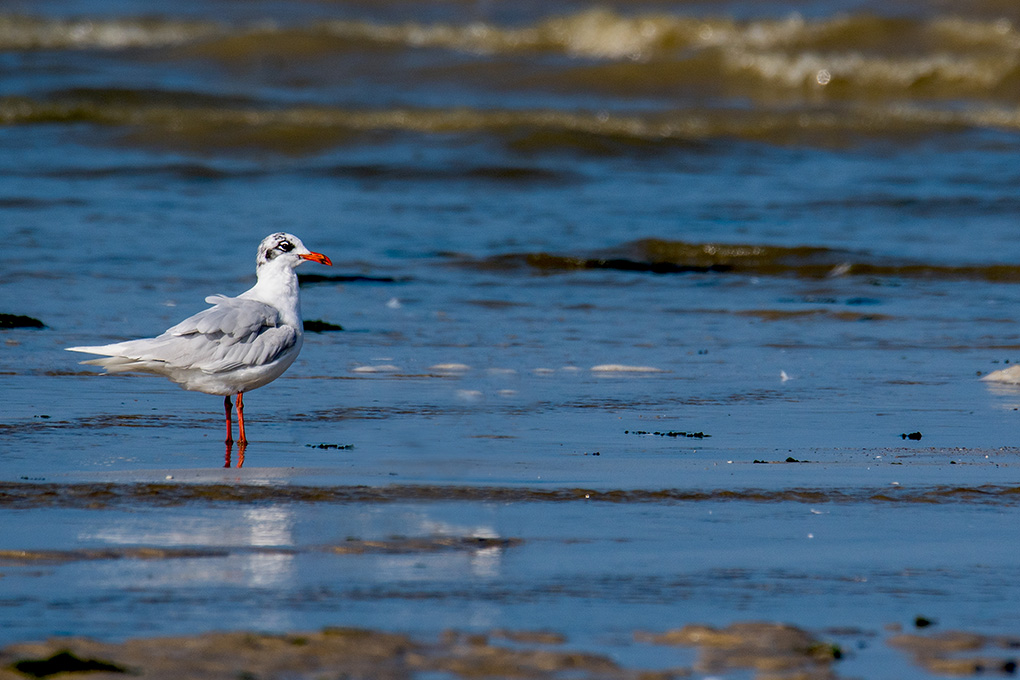 mouette mélanocéphale.jpg